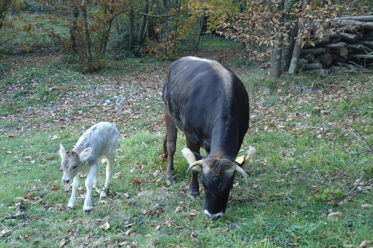 Agriturismo Di Charme E Ristorante Stallato Il Filo Di Paglia Carro Dış mekan fotoğraf